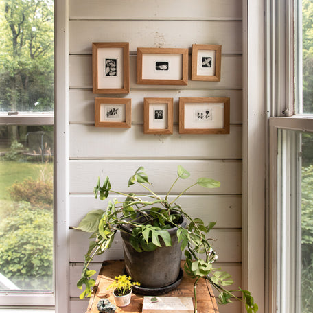 “Blue Cohosh Emerging” Tetra Pak Print
